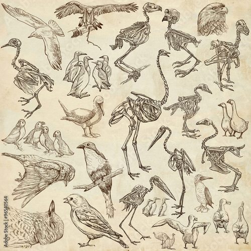 bones, skulls and living birds - freehand drawings © kuco