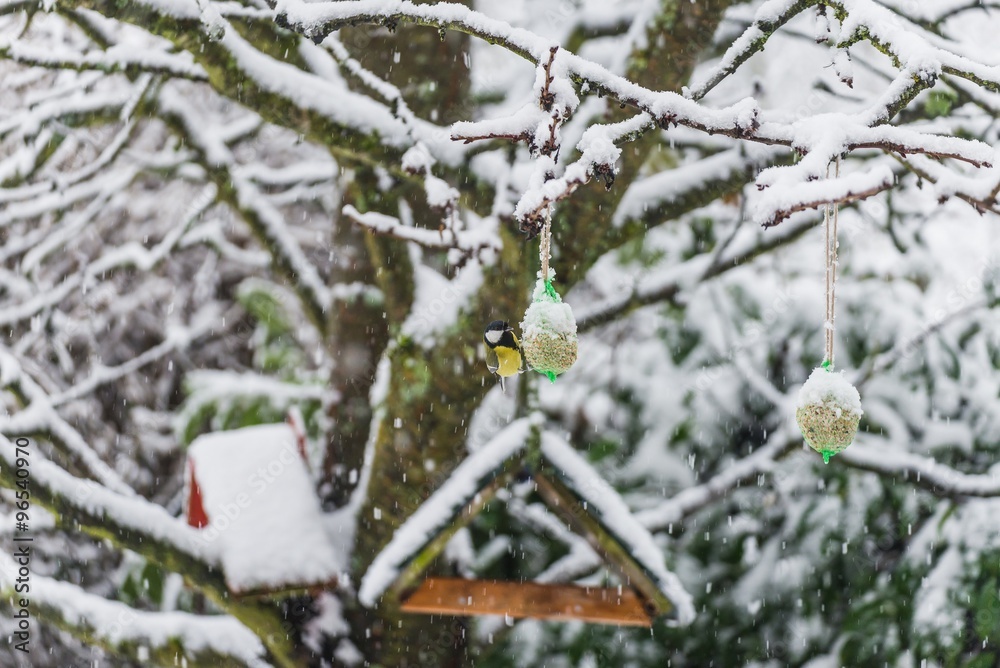 selective focus shot of a bird eating in snowy winter germany