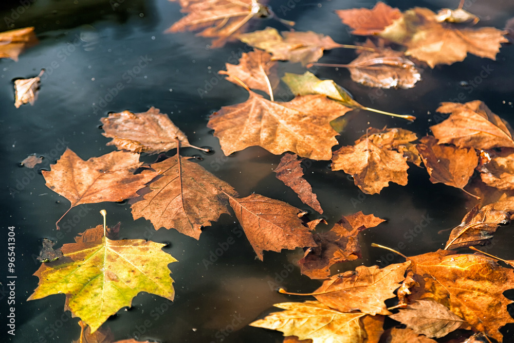 Autumn leaves in water