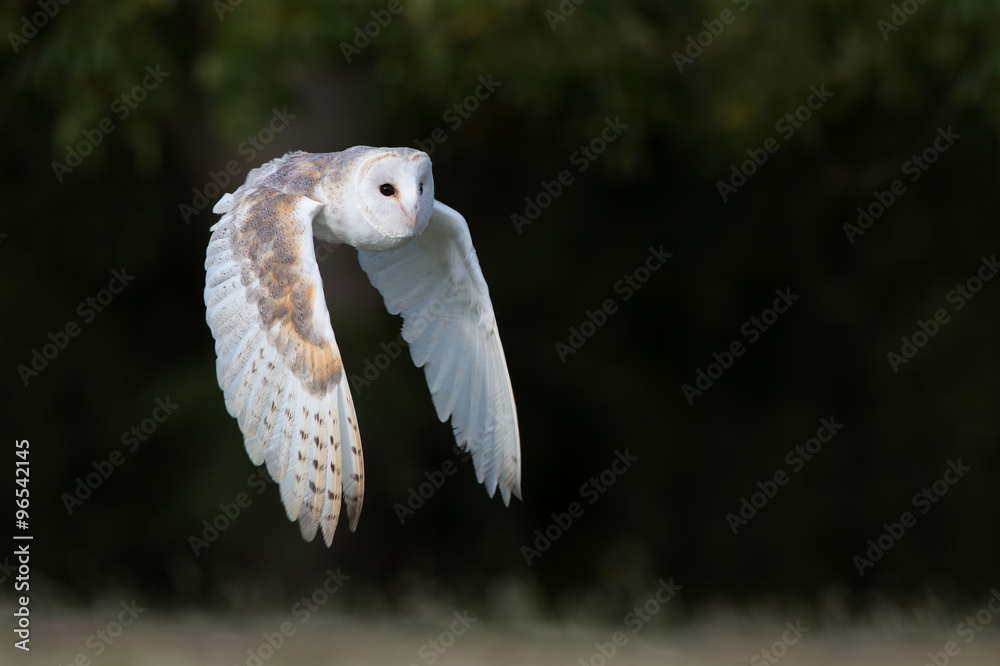 Barn Owl (Tyto Alba)/Barn Owl flying in front of dark forest Barn Owl (Tyto Alba)/Barn Owl flying in front of dark forest