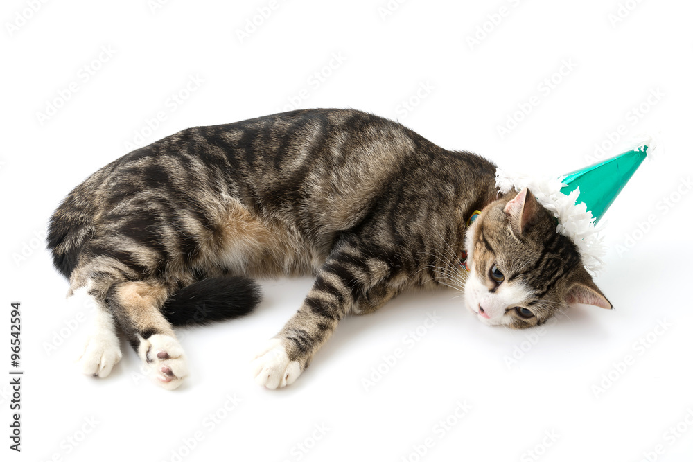 Fototapeta premium cat with party hat