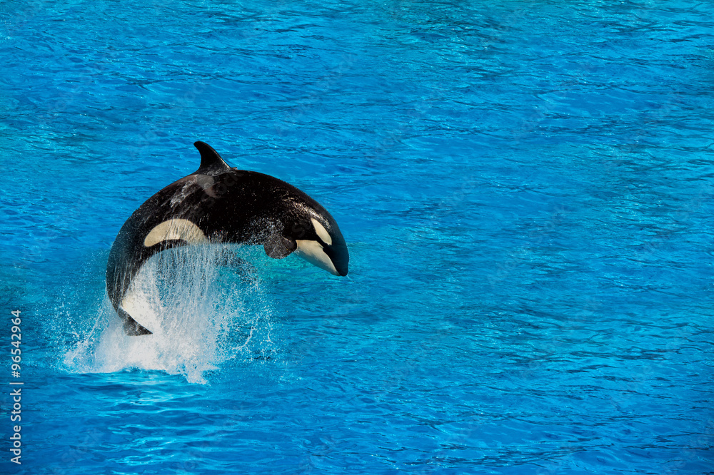 Naklejka premium orka orka podczas skakania