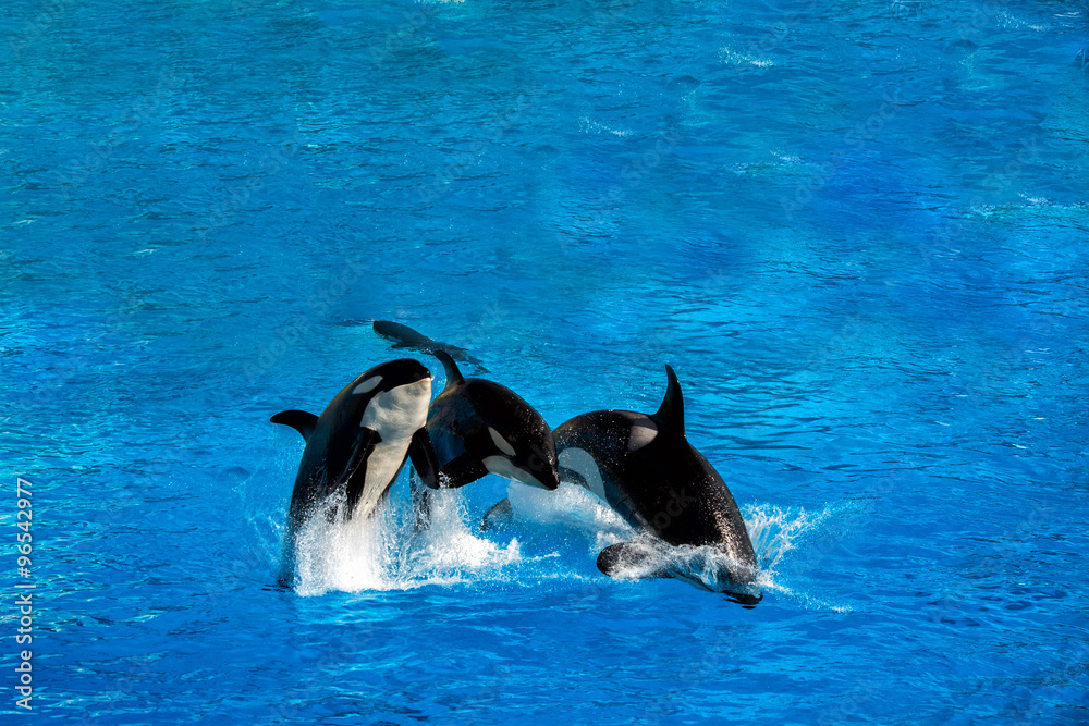 Fototapeta premium orca killer whale while jumping