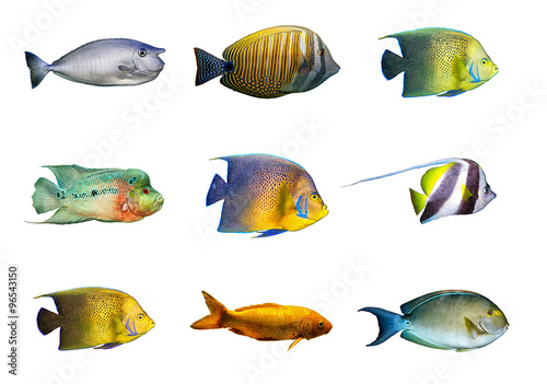 Set of tropical coral fish isolated