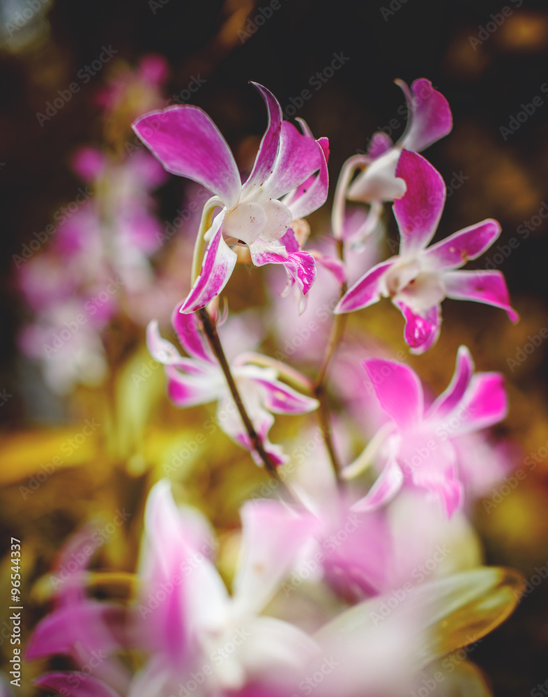 Branch of pink and white orchid. Branch of pink and white orchid.