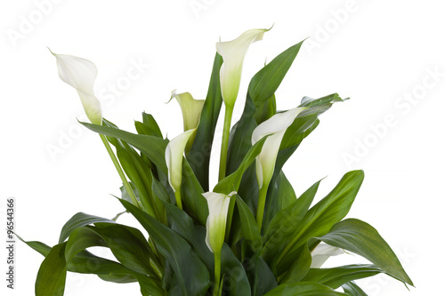 Fototapeta Naklejka Na Ścianę i Meble -  Calla lily isolated on white