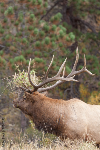 Bull Elk Bugling