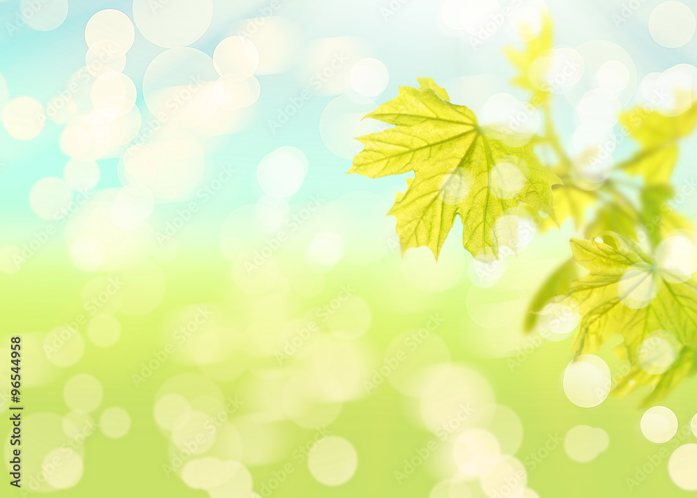 Green leaves on  abstract natural background