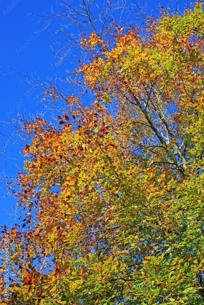 Fototapeta premium Tree in Autumn