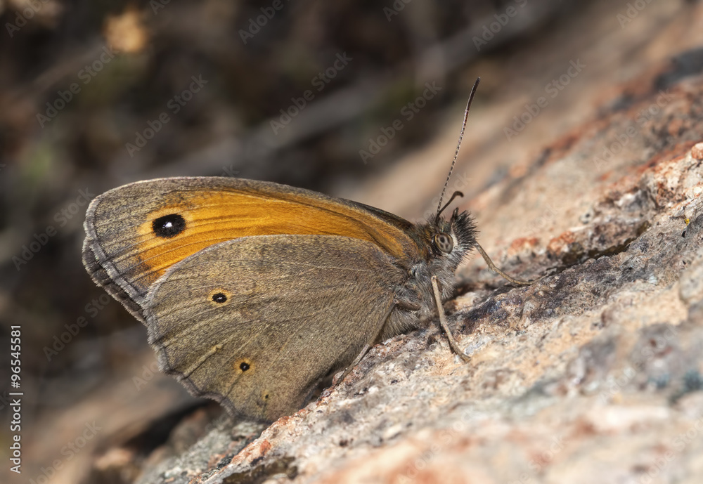 Obraz premium Kelebek