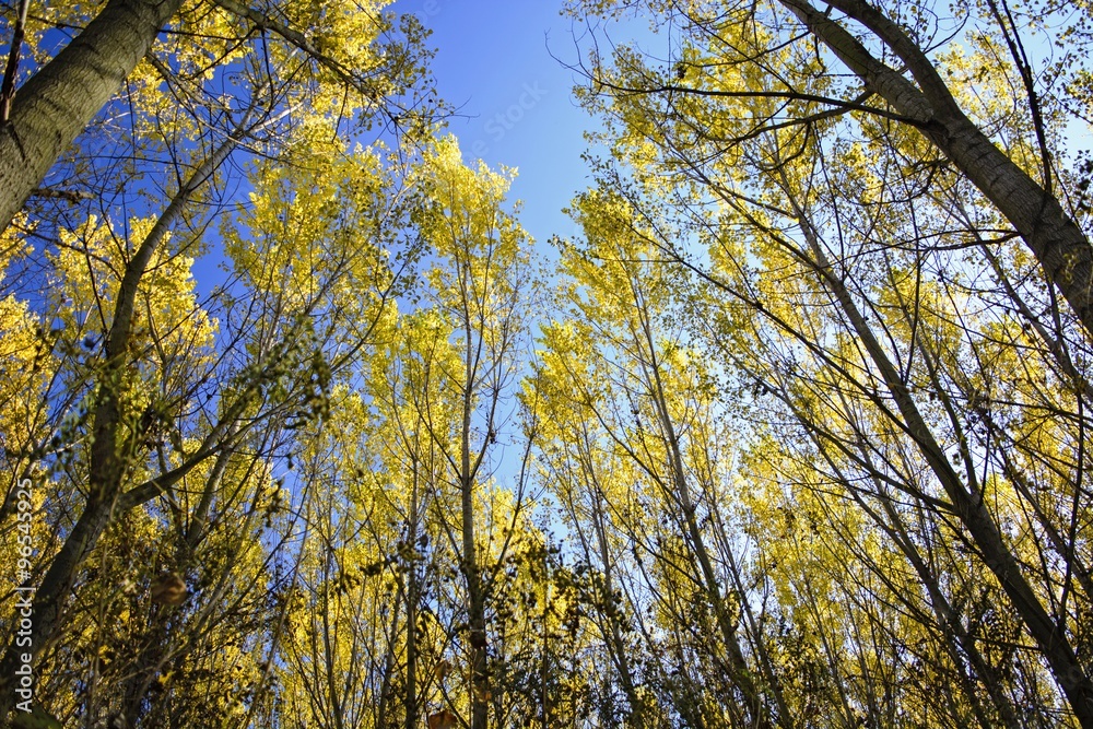 Fototapeta premium Sky through the leaves