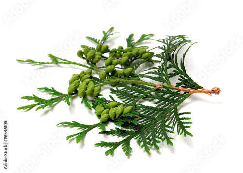 Green twig of thuja with cones