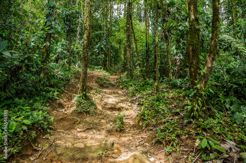ein kleiner Trampelpfade im grünen dichten Dschungel in Costa Rica