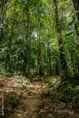 ein kleiner Trampelpfade im gr  nen dichten Dschungel in Costa Rica