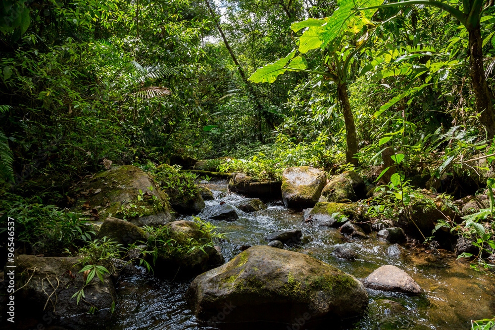 Fototapeta premium ein kleiner Fluss im grünen dichten Dschungel in Costa Rica