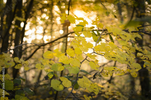 Yellow leaves on tree in the forest
