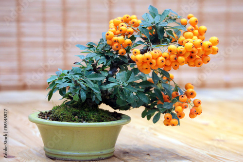 Bonsai Pyracantha angustifolia -  tree with bright fruits in pot