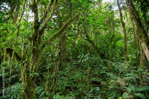 grüner dichter Dschungel in Costa Rica