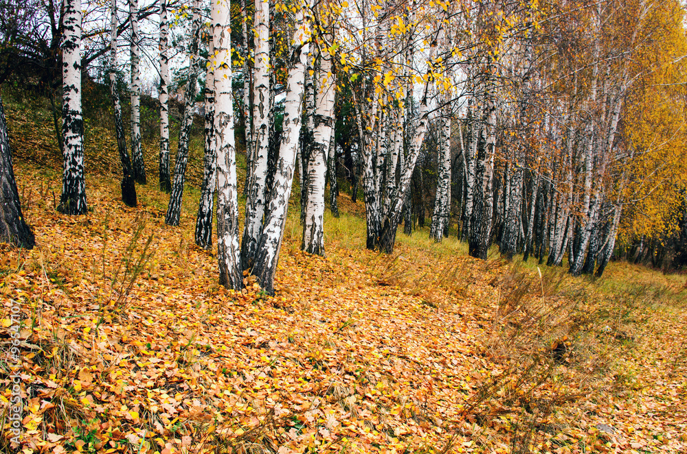 Foggy landscape with bare trees and red fallen leaves. Foggy landscape with bare trees and red fallen leaves.