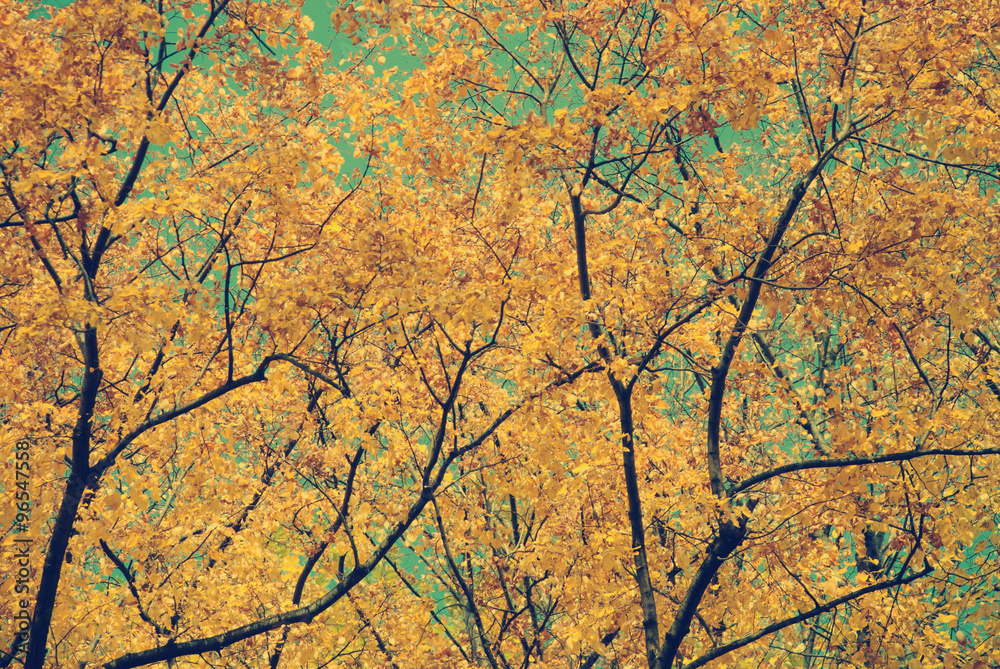 Autumn leaves with blue sky as background Autumn leaves with blue sky as background