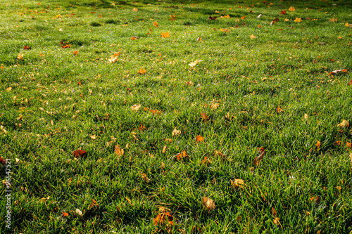 Lawn - grass with leaves photo