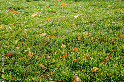 Lawn - grass with leaves