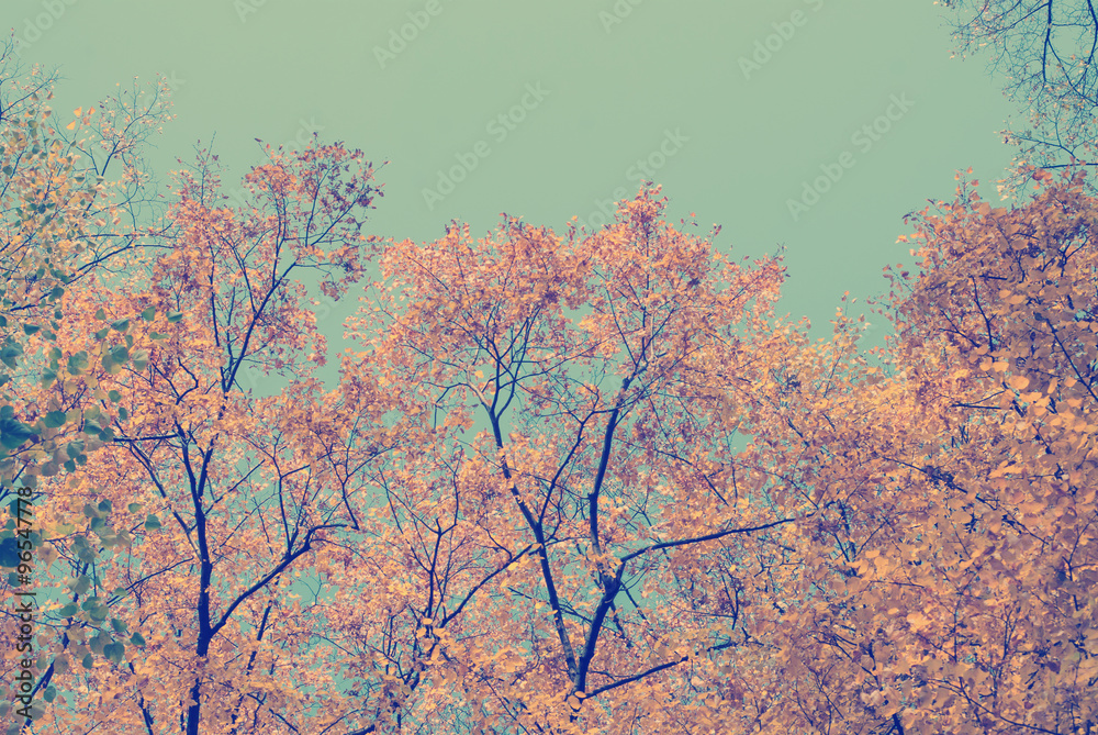 Autumn leaves with blue sky as background Autumn leaves with blue sky as background