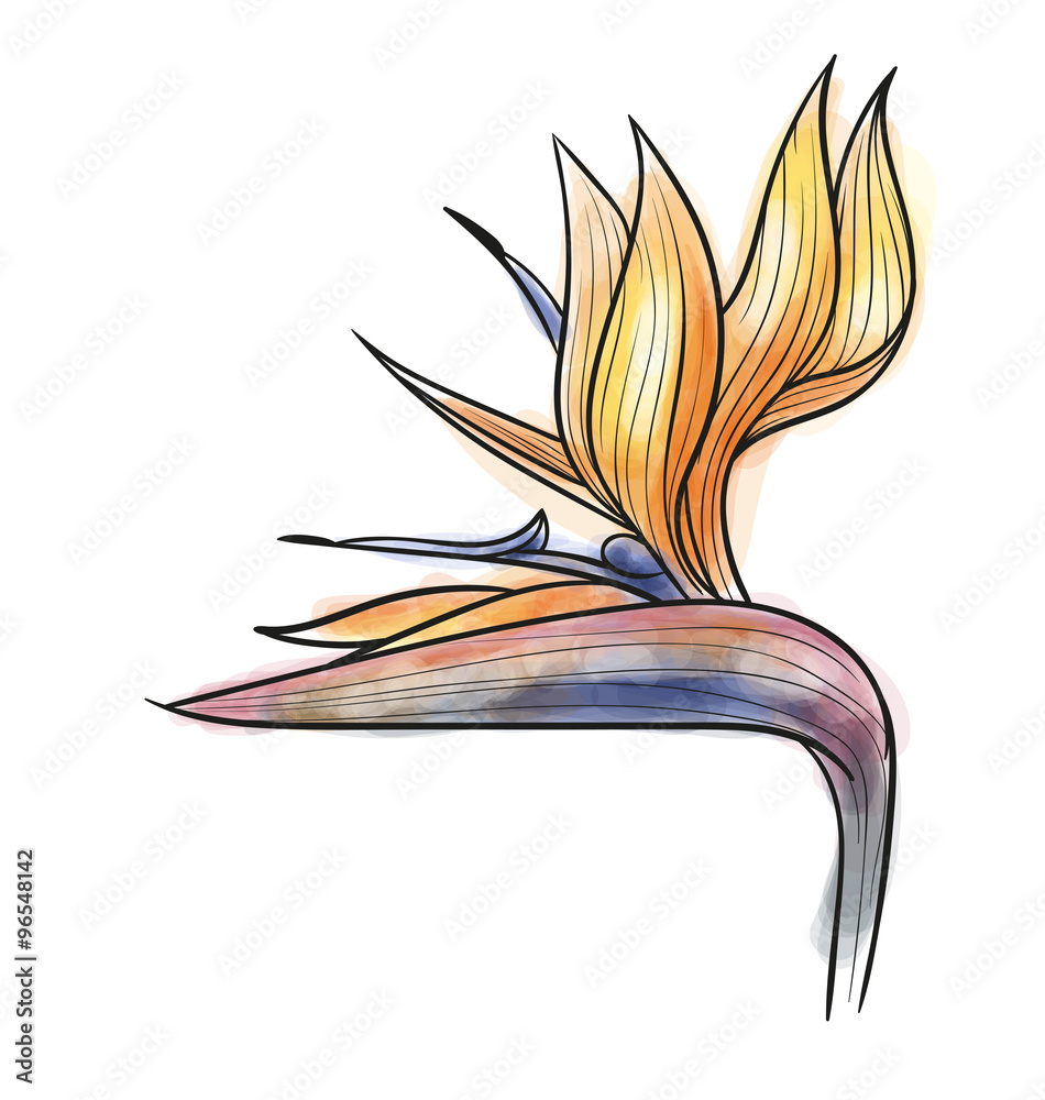 Strelitzia reginae isolated Strelitzia reginae isolated