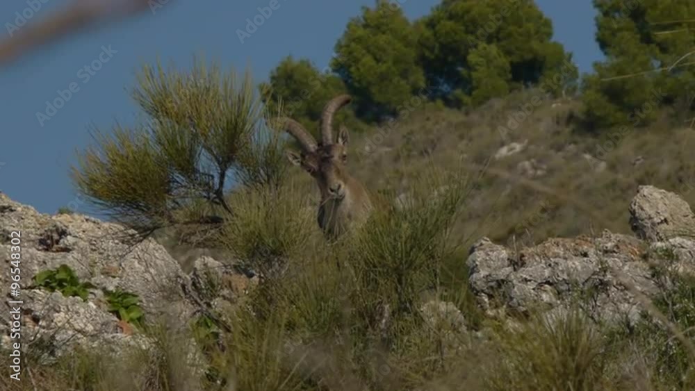 Iberian male ibex on the slopes in the bushes under the pines with blue sky Iberian male ibex on the slopes in the bushes under the pines with blue sky