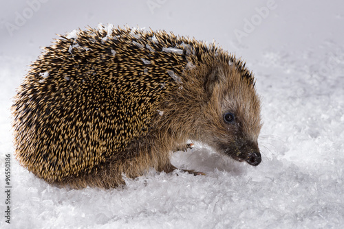 Little hedgehog searching for fodder in the snow