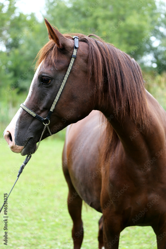 Obraz premium Head shot of a purebred arabian saddle horse