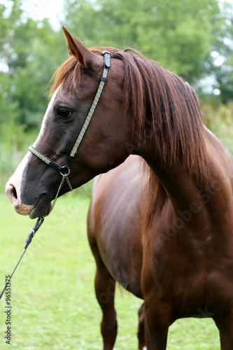 Head shot of a purebred arabian saddle horse © acceptfoto