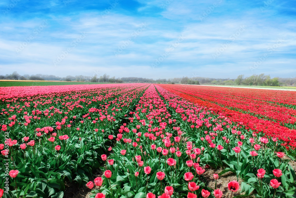 pink, red and orange tulip field in during spring