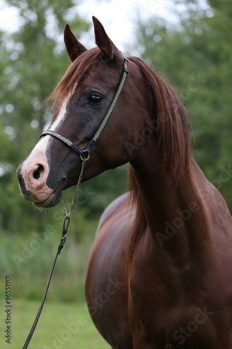 Beautiful chestnut horse head on meadow summer time #96551901