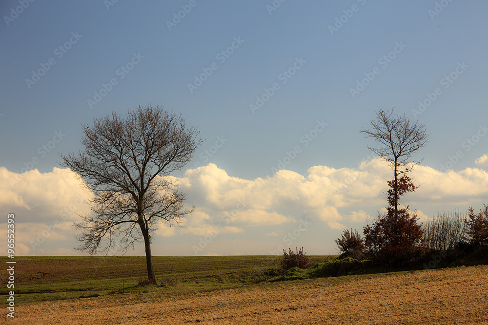 Fototapeta premium Drzewa pod chmurami