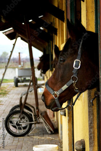 Fototapeta Naklejka Na Ścianę i Meble -  Horses