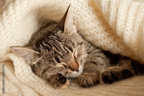 Cute sleeping kitten