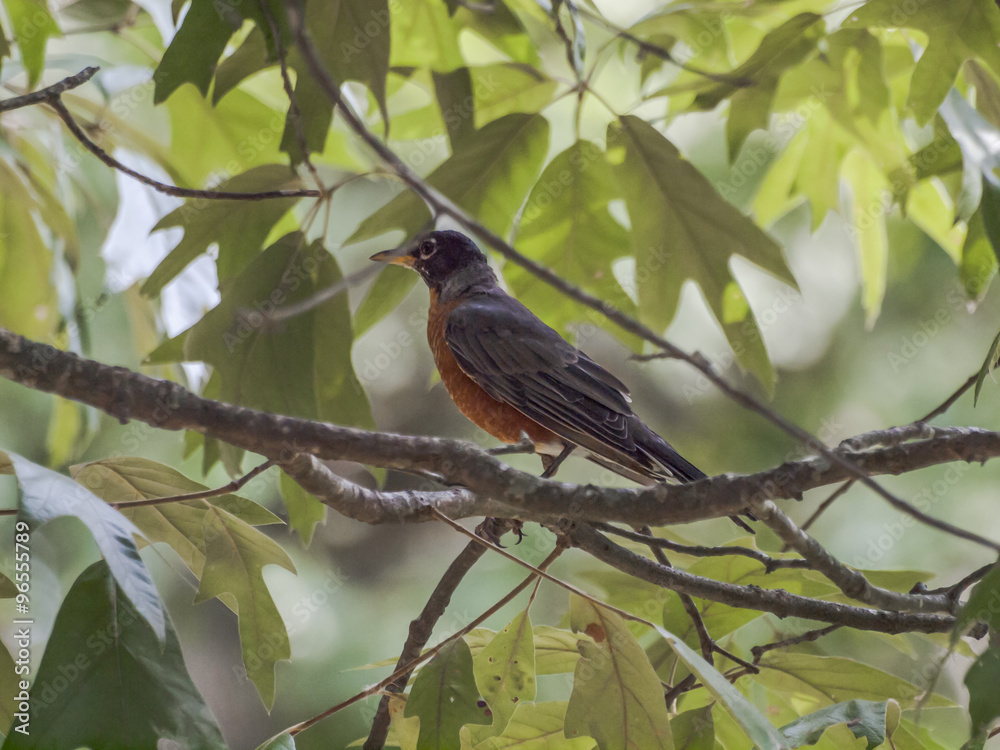 A Robin on a tree branch. A Robin on a tree branch.