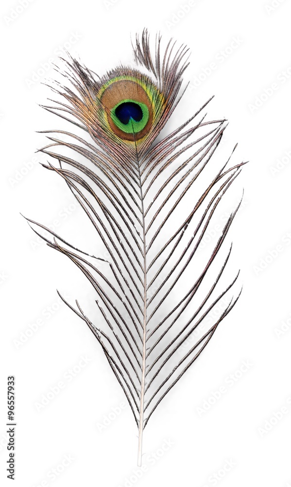 Peacock. Peacock.