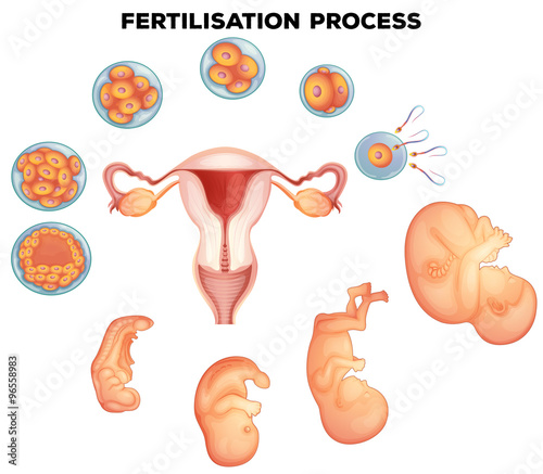 Fertilisation process on human