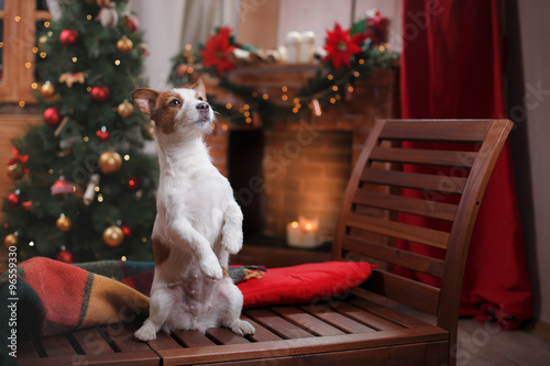 Dog Jack Russell Terrier holiday, Christmas and New Year