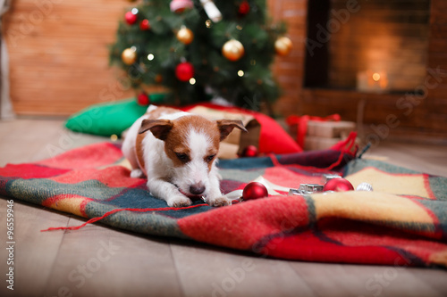 Dog Jack Russell Terrier holiday, Christmas and New Year © annaav