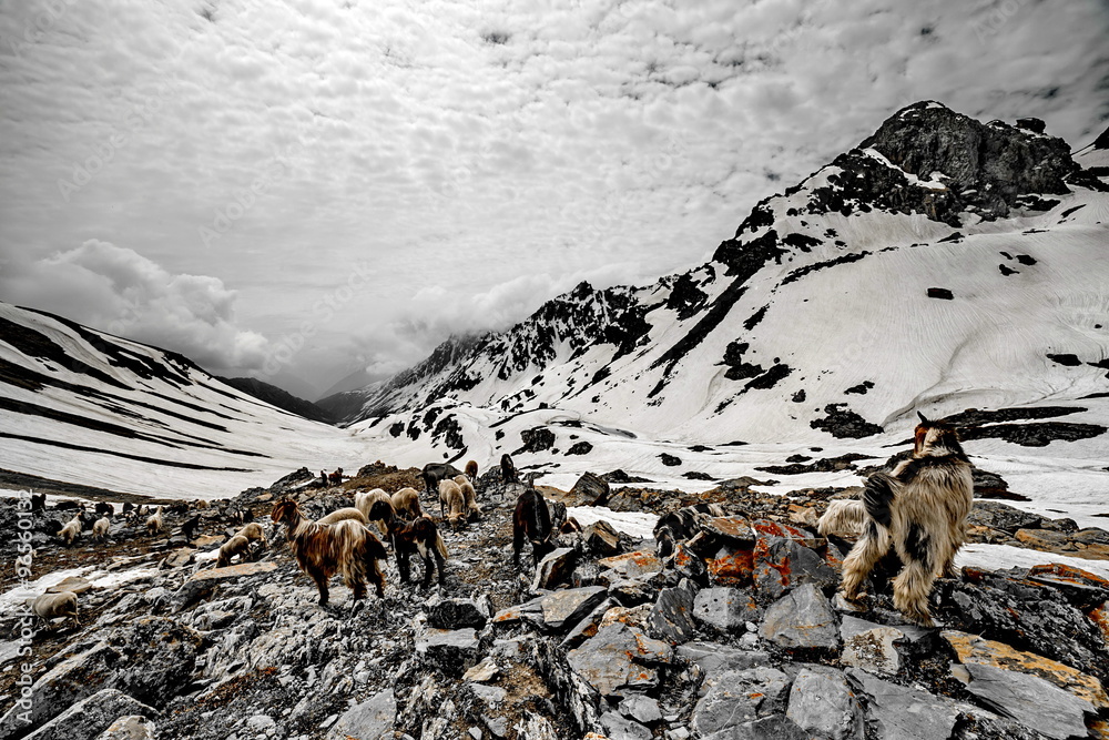 Obraz premium Flock white and black sheep in the snow