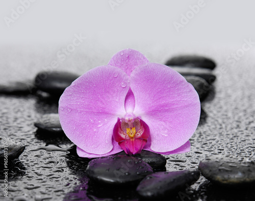 Pink orchid with therapy stones 
