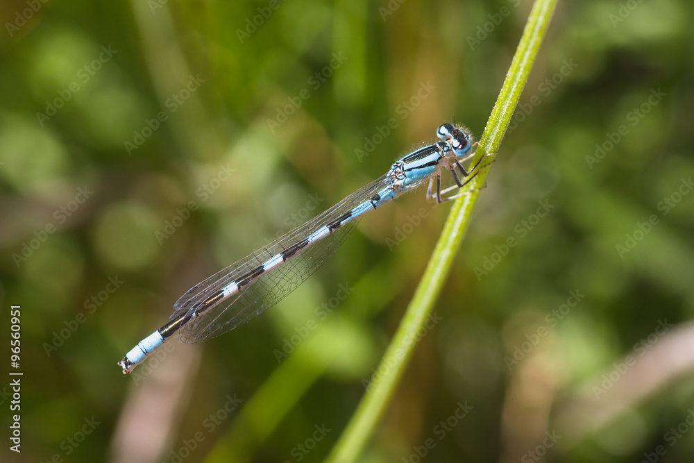 Blue Damselfly on Stem Blue Damselfly on Stem