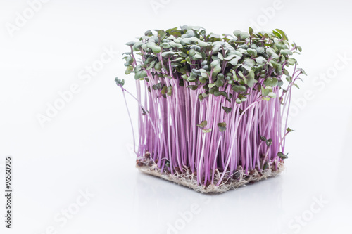   sprouts red cabbage on  white background