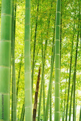 Fototapeta Naklejka Na Ścianę i Meble -  bamboo forest.Bamboo shoot.