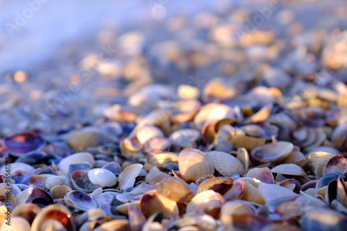 Close up view on small seashells beach in the morning
