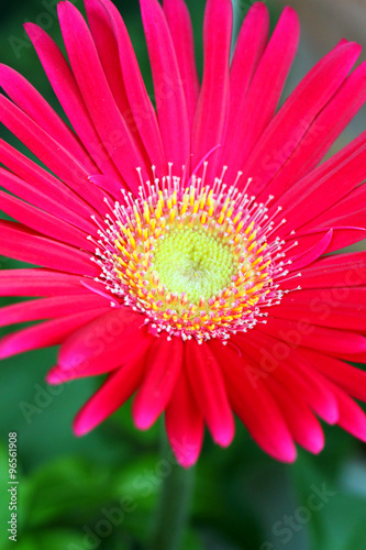 Close-up flower ..