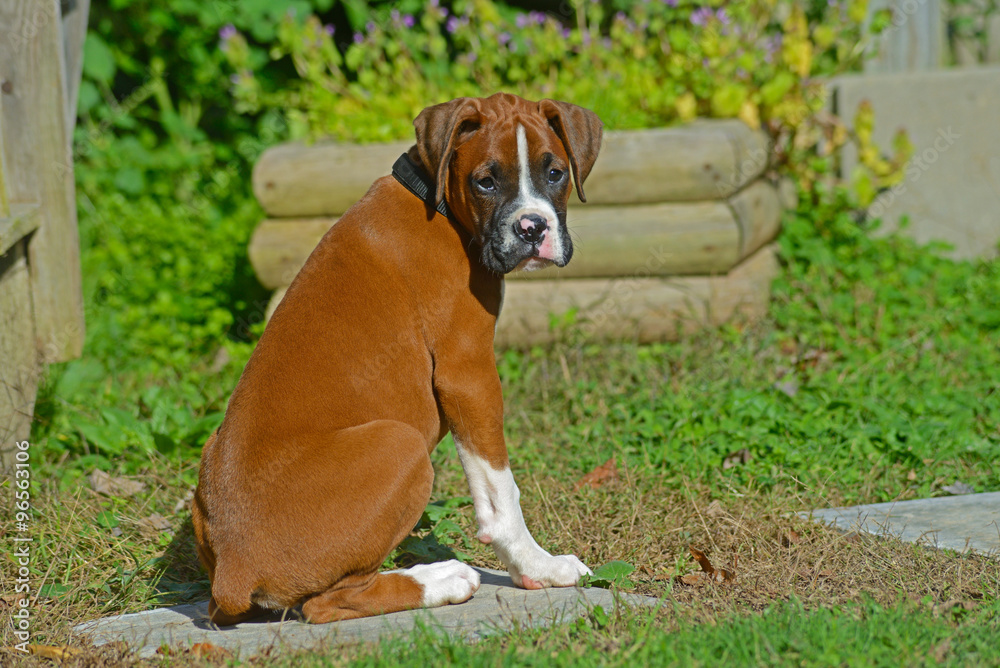 Beautiful Boxer Dog sitting staring at the camera.